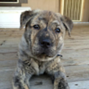 Meet your Posher, Luann